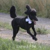 A photo of Sunridge Untouchable Twilight Reverie, a black standard poodle