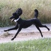 A photo of Sunridge Untouchable Twilight Reverie, a black standard poodle