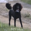 A photo of Sunridge Untouchable Twilight Reverie, a black standard poodle