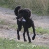 A photo of Sunridge Untouchable Twilight Reverie, a black standard poodle