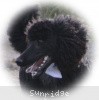 A photo of Sunridge Untouchable Twilight Reverie, a black standard poodle