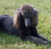 A photo of Amandi's Midnight Blue, a blue standard poodle