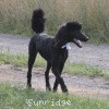 A photo of Sunridge Untouchable Twilight Reverie, a black standard poodle