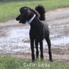 A photo of Sunridge Untouchable Twilight Reverie, a black standard poodle