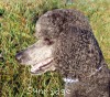 A photo of Amandi's Midnight Blue, a blue standard poodle