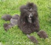 A photo of Amandi's Midnight Blue, a blue standard poodle