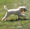 A photo of Sunridge Moonlight Dream Maker, a white standard poodle