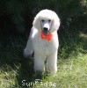 A photo of Sunridge Moonlight Dream Maker, a white standard poodle