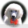 A photo of Sunridge Moonlight Dream Maker, a white standard poodle