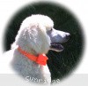 A photo of Sunridge Moonlight Dream Maker, a white standard poodle