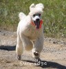 A photo of Sunridge Moonlight Dream Maker, a white standard poodle