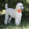 A photo of Sunridge Moonlight Dream Maker, a white standard poodle