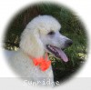 A photo of Sunridge Moonlight Dream Maker, a white standard poodle