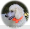 A photo of Sunridge Moonlight Dream Maker, a white standard poodle