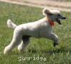 A photo of Sunridge Moonlight Dream Maker, a white standard poodle