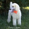 A photo of Sunridge Moonlight Dream Maker, a white standard poodle