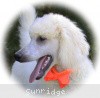 A photo of Sunridge Moonlight Dream Maker, a white standard poodle