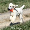 A photo of Sunridge Moonlight Dream Maker, a white standard poodle