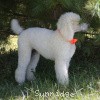 A photo of Sunridge Moonlight Dream Maker, a white standard poodle