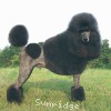 A photo of Amandi's Midnight Blue, a blue standard poodle