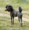 A photo of Amandi's Midnight Blue, a blue standard poodle