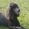 A photo of Amandi's Midnight Blue, a blue standard poodle