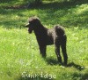 A photo of Amandi's Midnight Blue, a blue standard poodle