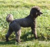 A photo of Amandi's Midnight Blue, a blue standard poodle