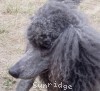 A photo of Amandi's Midnight Blue, a blue standard poodle