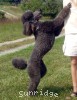 A photo of Amandi's Midnight Blue, a blue standard poodle