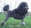 A photo of Amandi's Midnight Blue, a blue standard poodle