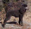 A photo of Amandi's Midnight Blue, a blue standard poodle