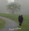 A photo of Amandi's Midnight Blue, a blue standard poodle