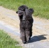 A picture of Amandi's Midnight Blue, a blue standard poodle
