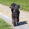 A photo of Amandi's Midnight Blue, a blue standard poodle