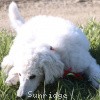 A photo of Sunridge Untouchably Elite, a white standard poodle