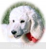 A photo of Sunridge Untouchably Elite, a white standard poodle