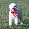 A photo of Sunridge Untouchably Elite, a white standard poodle