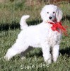 A photo of Sunridge Untouchably Elite, a white standard poodle