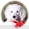 A photo of Sunridge Untouchably Elite, a white standard poodle