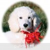 A photo of Sunridge Untouchably Elite, a white standard poodle