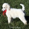 A photo of Sunridge Untouchably Elite, a white standard poodle