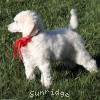 A photo of Sunridge Untouchably Elite, a white standard poodle