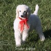 A photo of Sunridge Untouchably Elite, a white standard poodle