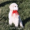 A photo of Sunridge Untouchably Elite, a white standard poodle