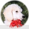 A photo of Sunridge Untouchably Elite, a white standard poodle