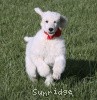 A photo of Sunridge Untouchably Elite, a white standard poodle