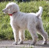 A photo of Sunridge Untouchably Elite, a white standard poodle