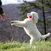 A photo of Sunridge Untouchably Elite, a white standard poodle