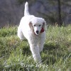 A photo of Sunridge Untouchably Elite, a white standard poodle